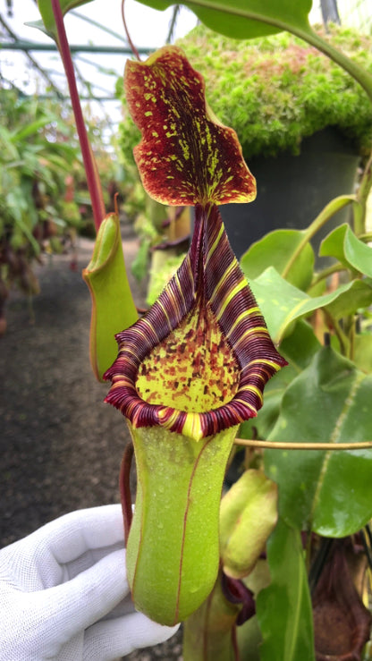 ASTA 5 : Nepenthes veitchii x lowii  BE-4508  Large Size
