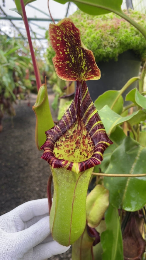 ASTA 5 : Nepenthes veitchii x lowii  BE-4508  Large Size