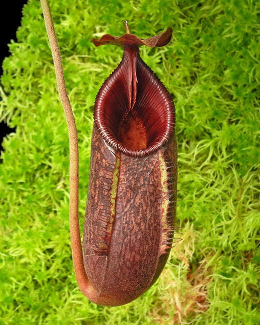 Nepenthes 'Trusmadiensis' x aristolochioides   BE-4511