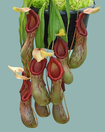 Nepenthes burkei BE-4512