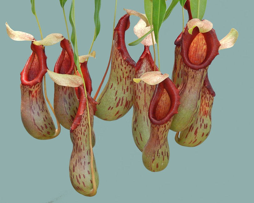 Nepenthes burkei BE-4512