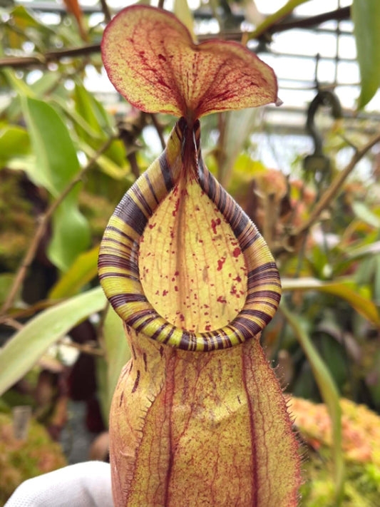 Nepenthes spectabilis x mirabilis var.globosa BE-4523