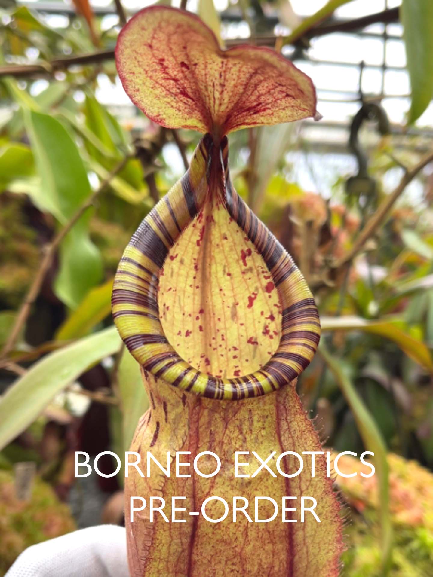 Nepenthes spectabilis x mirabilis var.globosa BE-4523