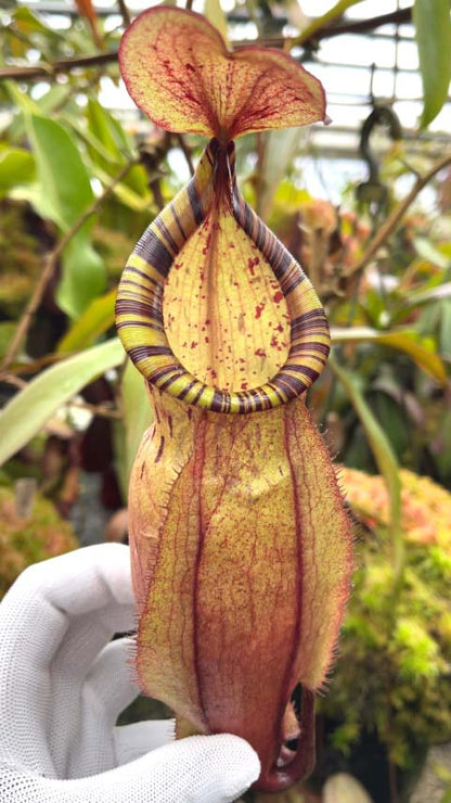 Nepenthes spectabilis x mirabilis var.globosa BE-4523
