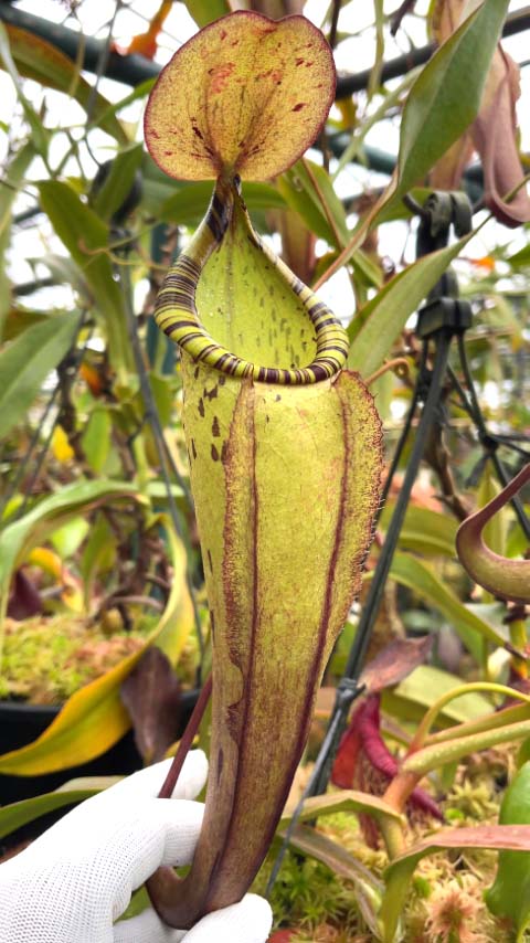 Nepenthes spectabilis x mirabilis var.globosa BE-4523