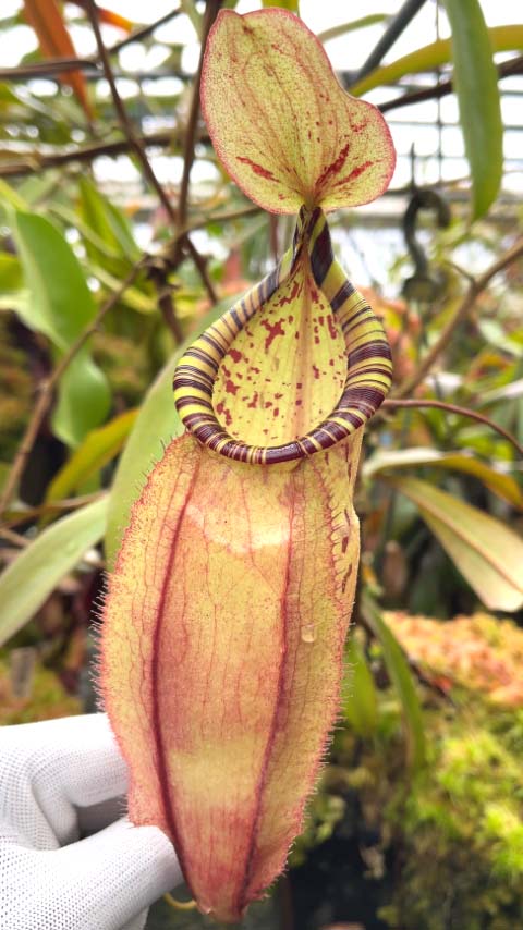 Nepenthes spectabilis x mirabilis var.globosa BE-4523