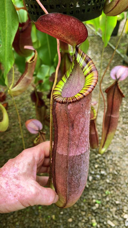 Nepenthes spectabilis x mirabilis var.globosa BE-4523
