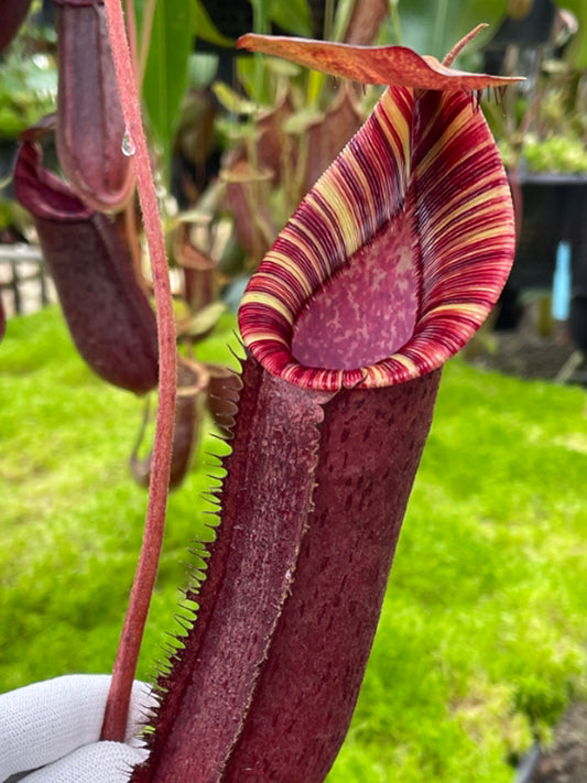 Nepenthes spectabilis "Giant" x lowii  BE-4524