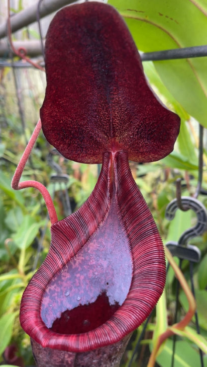 Nepenthes spectabilis "Giant" x lowii  BE-4524