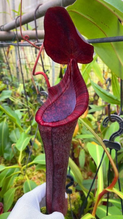 Nepenthes spectabilis "Giant" x lowii  BE-4524