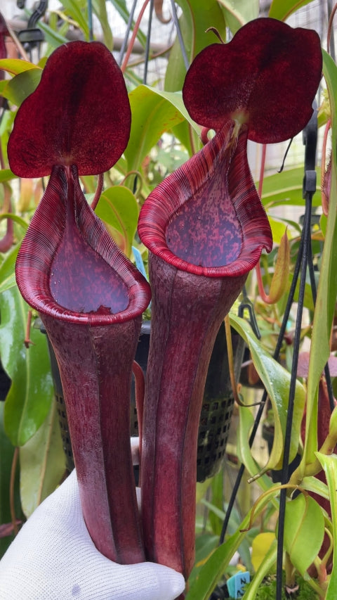 Nepenthes spectabilis "Giant" x lowii  BE-4524