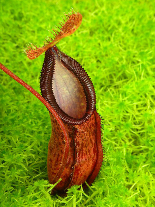 Nepenthes hamata x (lowii x tentaculata) BE-4526