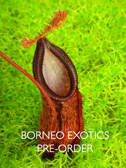 Nepenthes hamata x (lowii x tentaculata)  BE-4526