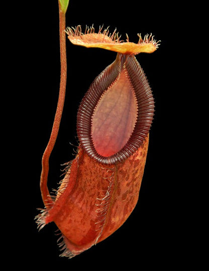 Nepenthes hamata x (lowii x tentaculata)  BE-4526