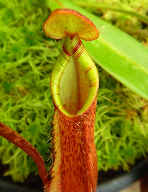 Nepenthes hamata x (lowii x tentaculata)  BE-4526