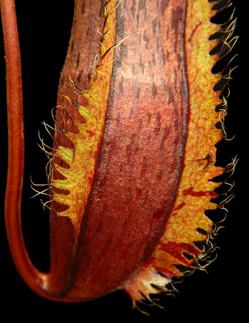 Nepenthes hamata x (lowii x tentaculata)  BE-4526