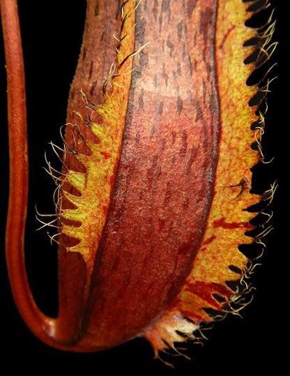 Nepenthes hamata x (lowii x tentaculata)  BE-4526