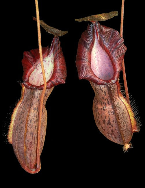 Nepenthes 'Helen' Spathulata x Spectabilis BE-4528