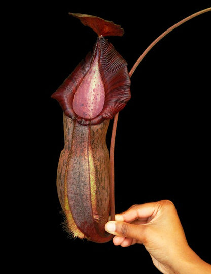 Nepenthes 'Helen'  Spathulata x Spectabilis  BE-4528
