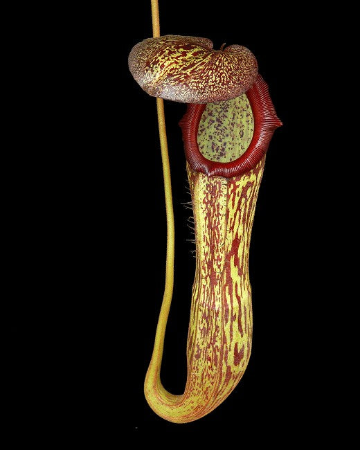 Nepenthes boschiana x klossii  BE-4530