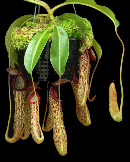 Nepenthes boschiana x klossii  BE-4530