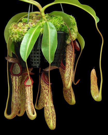 Nepenthes boschiana x klossii  BE-4530