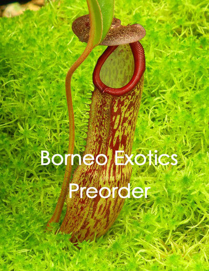 Nepenthes boschiana x klossii  BE-4530
