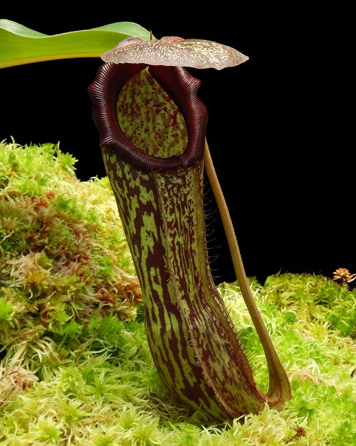 Nepenthes boschiana x klossii  BE-4530