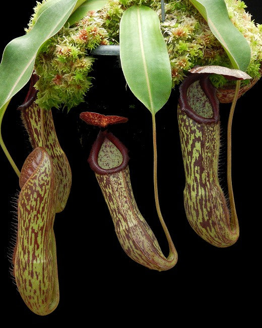 Nepenthes boschiana x klossii  BE-4530