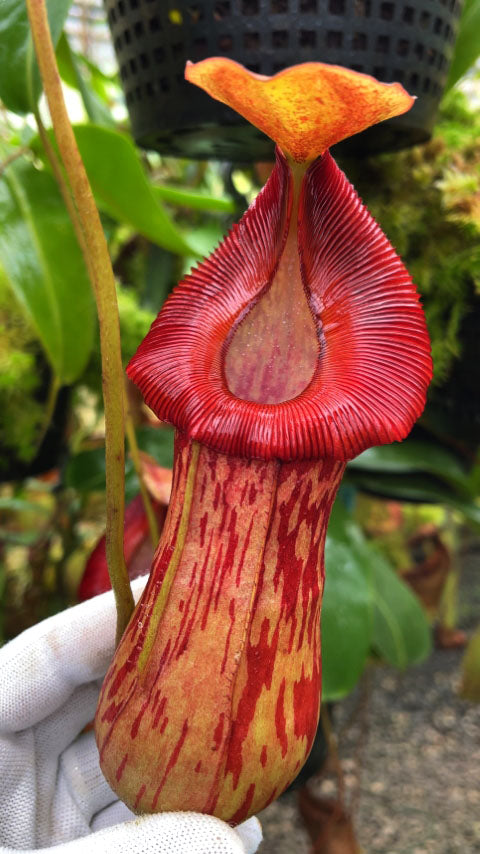 Nepenthes burkei  x (burbidgeae x edwardsiana) BE-4531