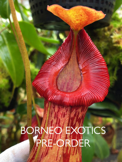 Nepenthes burkei  x (burbidgeae x edwardsiana) BE-4531