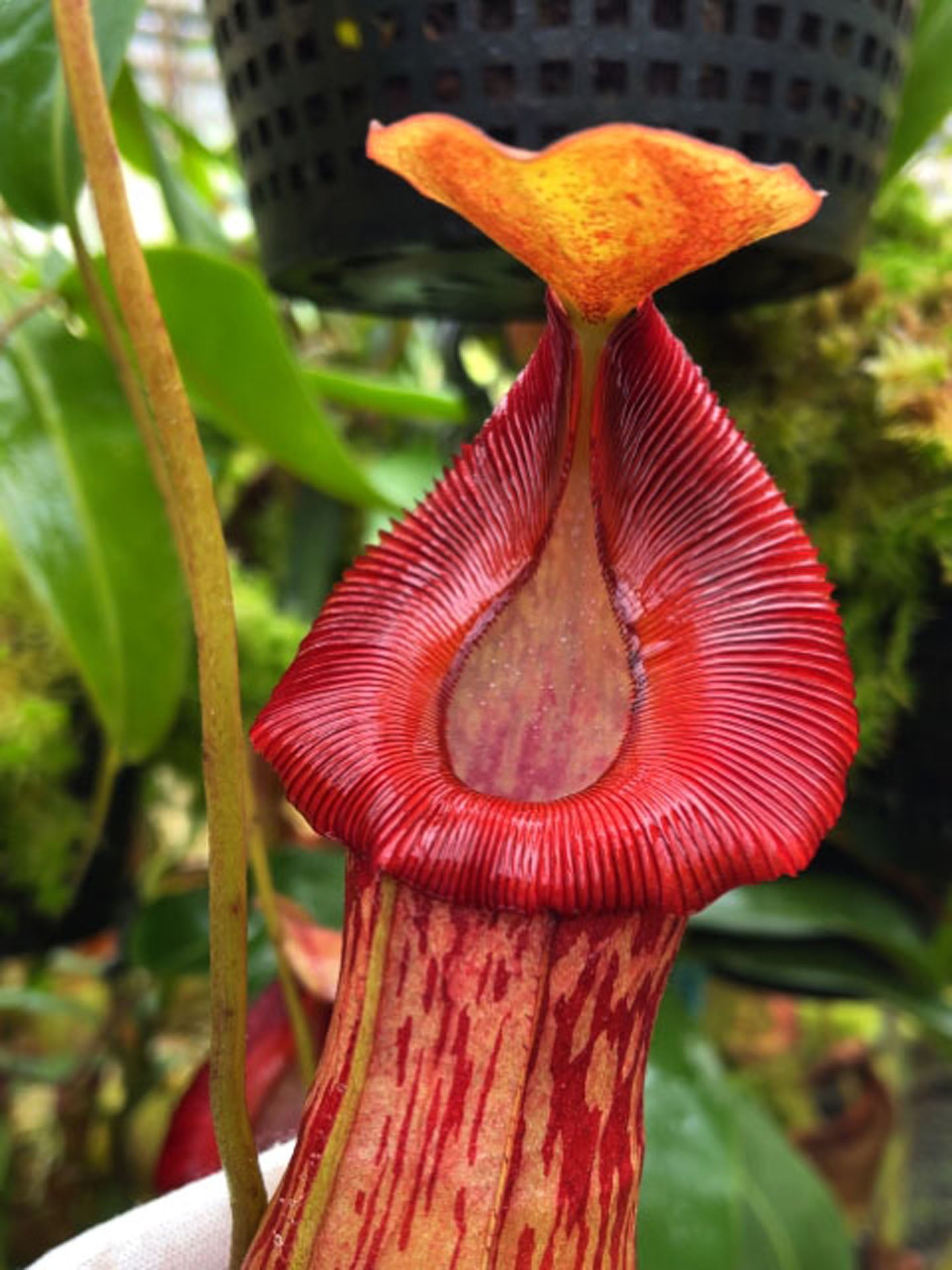 Nepenthes burkei  x (burbidgeae x edwardsiana) BE-4531