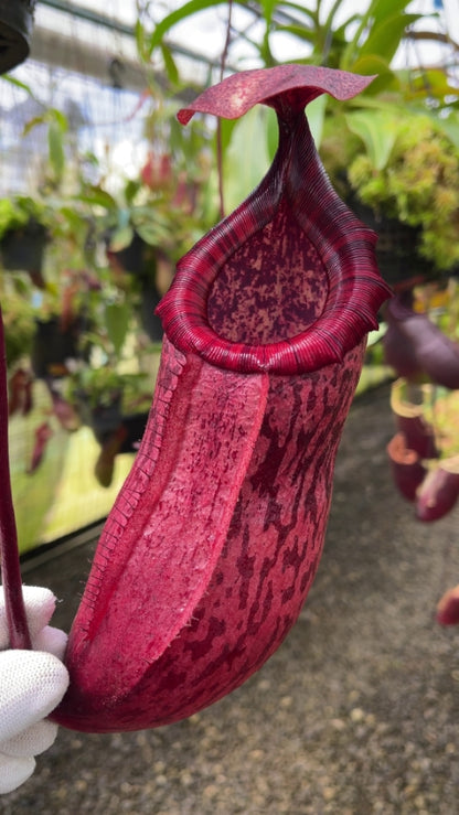Nepenthes sibuyanensis x peltata  BE-4532
