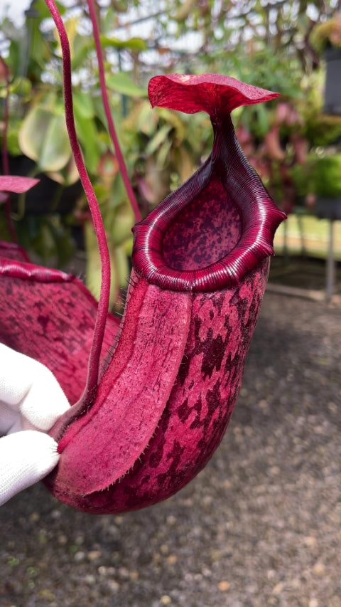 Nepenthes sibuyanensis x peltata  BE-4532
