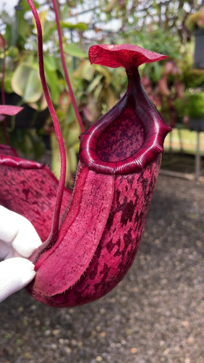 Nepenthes sibuyanensis x peltata  BE-4532