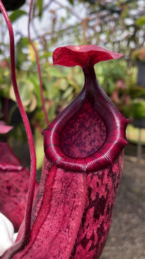 Nepenthes sibuyanensis x peltata  BE-4532