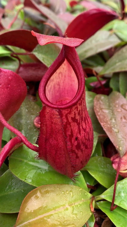 Nepenthes mira x peltata Different Clones BE-4534