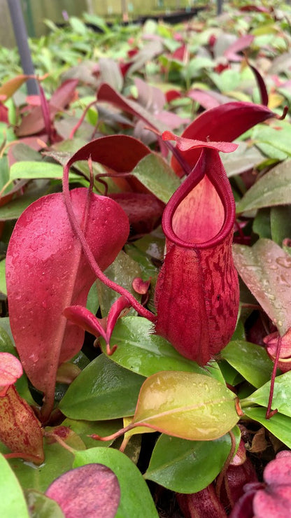 Nepenthes mira x peltata Different Clones BE-4534