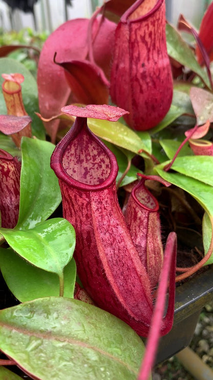 Nepenthes mira x peltata Different Clones BE-4534