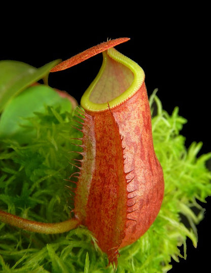 Nepenthes mira x peltata Different Clones BE-4534