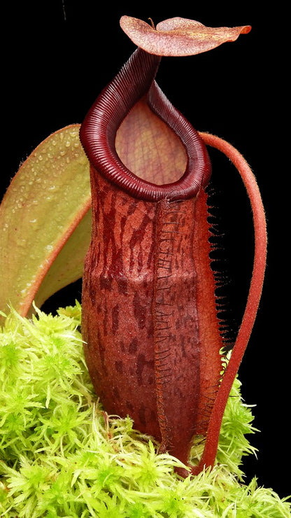 Nepenthes mira x peltata Different Clones BE-4534