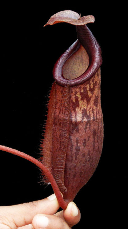Nepenthes mira x peltata Different Clones BE-4534
