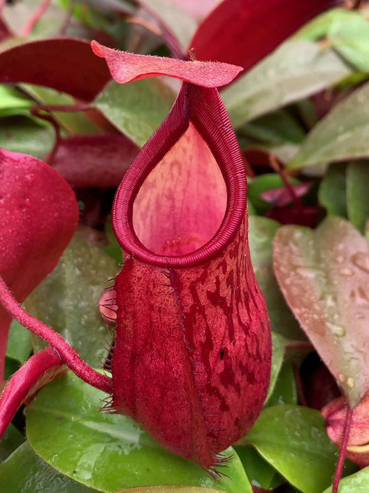 Nepenthes mira x peltata Different Clones BE-4534
