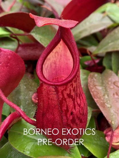 Nepenthes mira x peltata Different Clones BE-4534