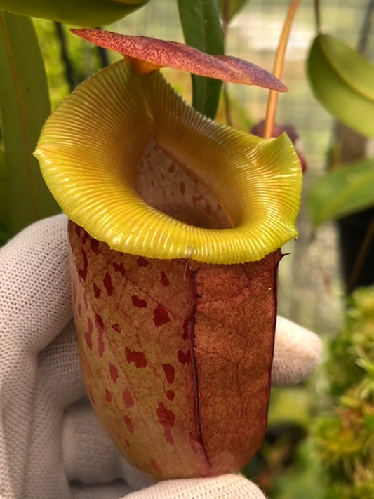 Nepenthes burkei x tenuis BE-4535