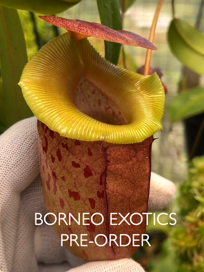 Nepenthes burkei x tenuis BE-4535