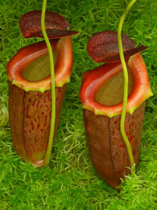 Nepenthes burkei x tenuis BE-4535
