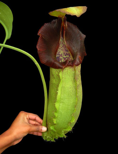 Nepenthes spathulata x robcantleyi  BE-4541