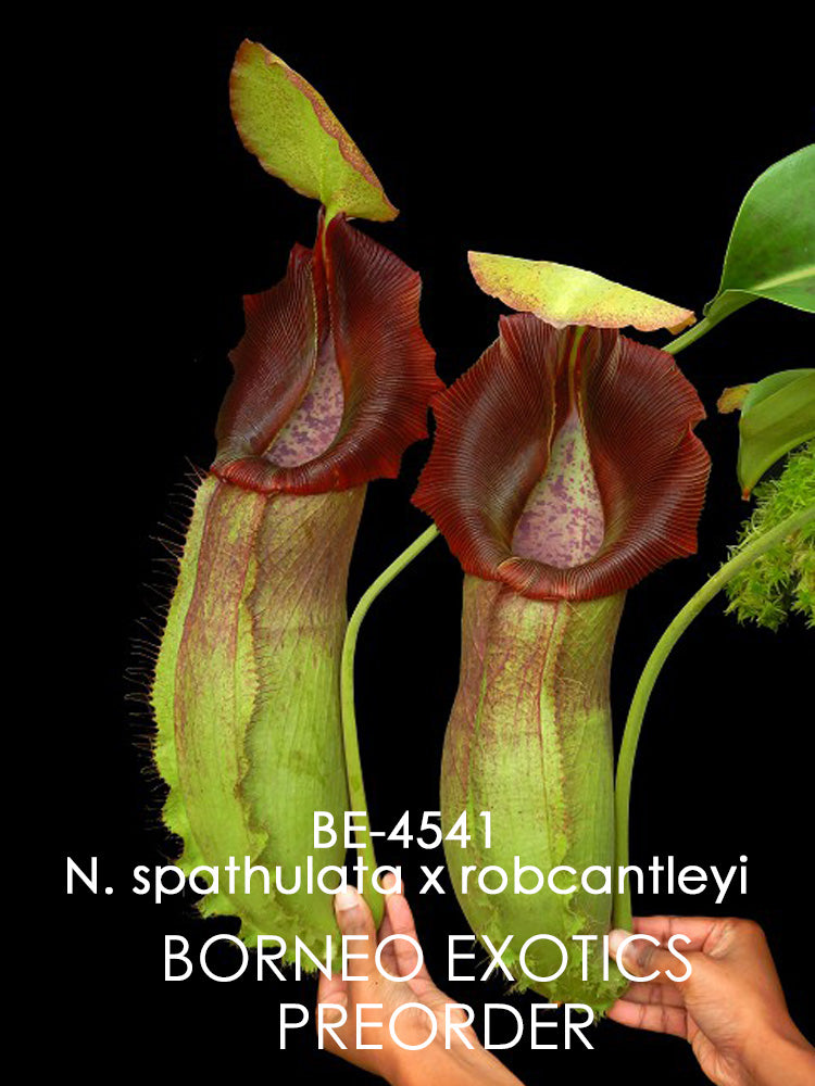Nepenthes spathulata x robcantleyi  BE-4541