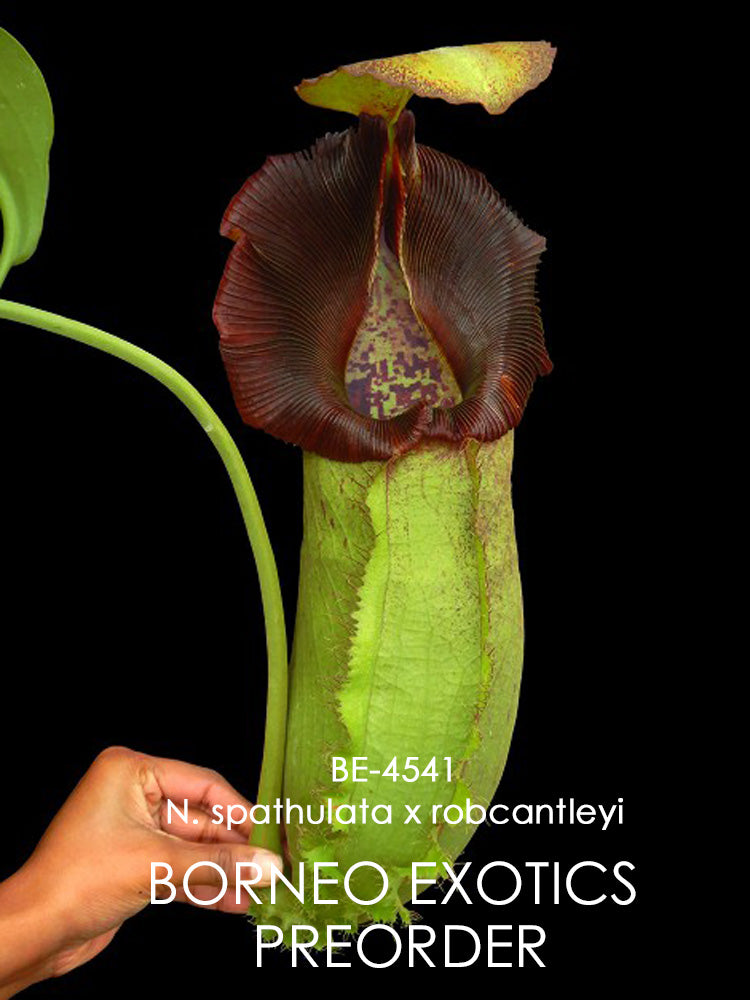Nepenthes spathulata x robcantleyi  BE-4541